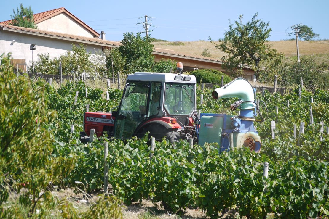 Allarme Rodano: i Piwi fanno acqua?